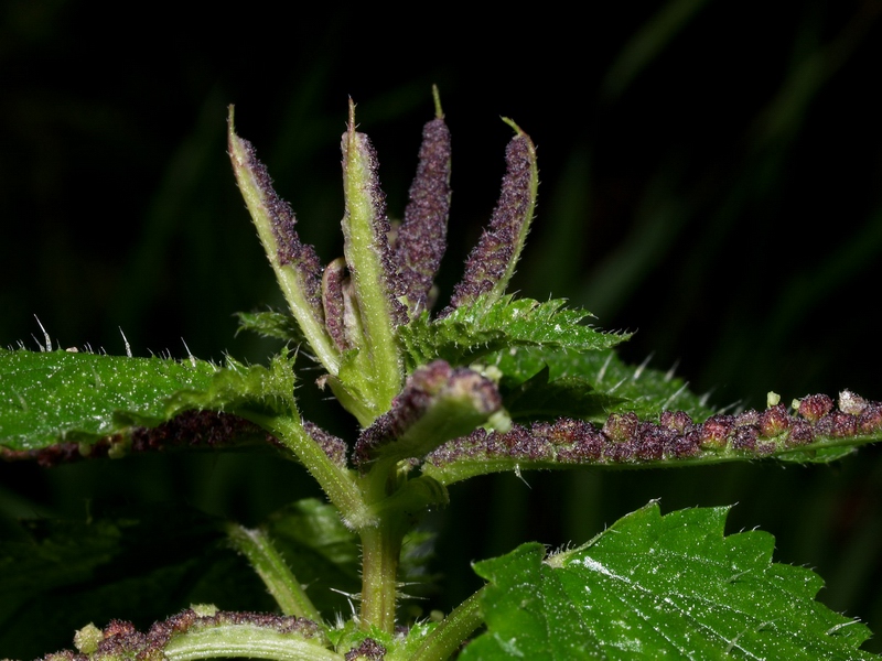 Urtica membranacea